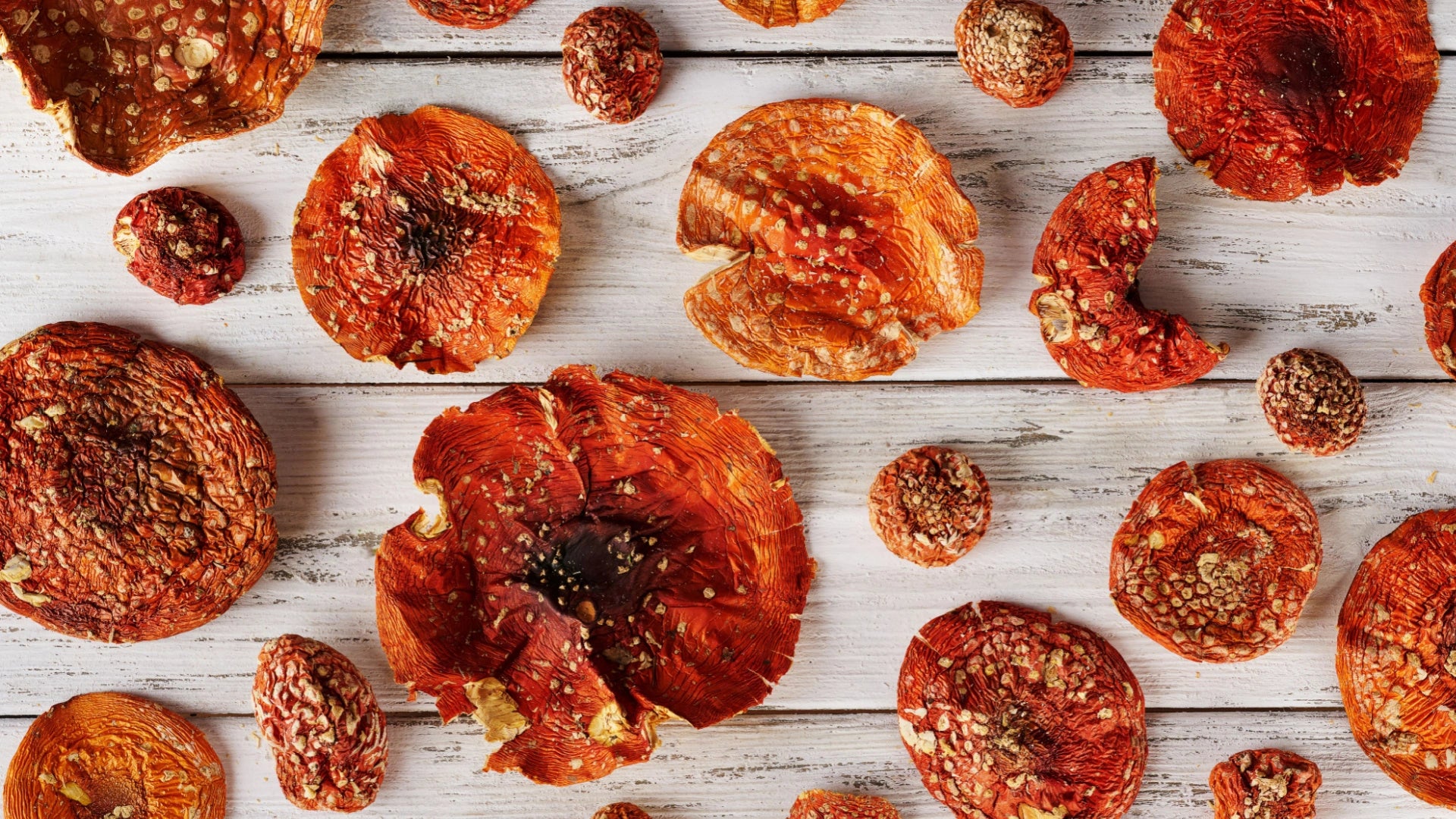 Buy Dried Amanita Muscaria | Fly Agaric 